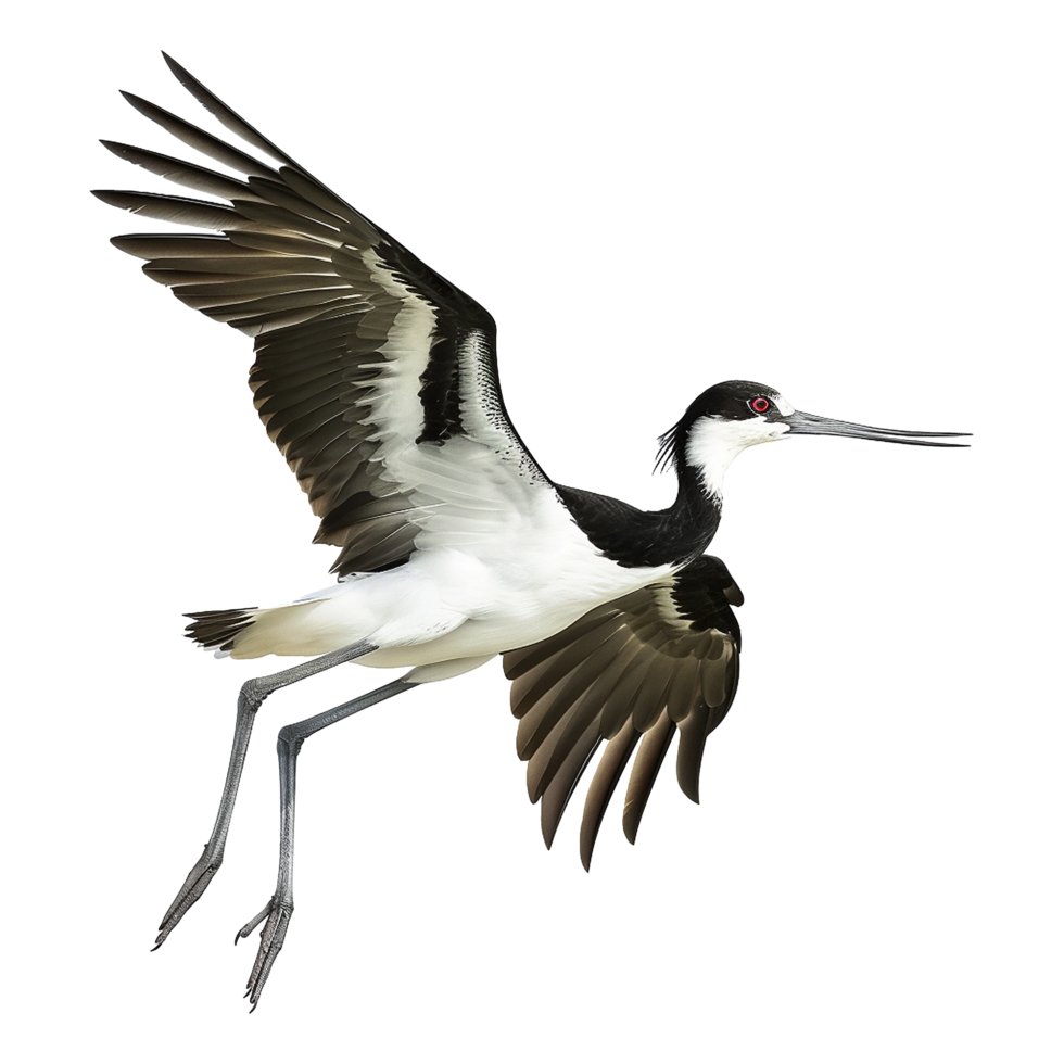 Migratory Bird isolated on transparent background png