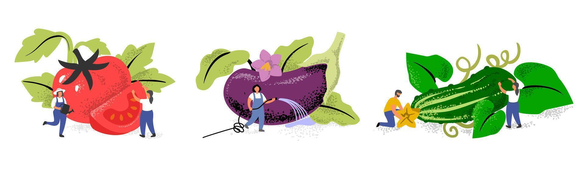 People with big cucumber tomato and eggplant. Character in garden harvesting. vector