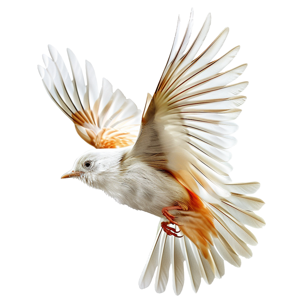 Migratory Bird isolated on transparent background png