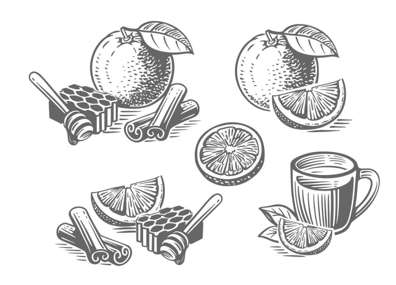 Orange fruit with honey and cinnamon drawing sketch. vector