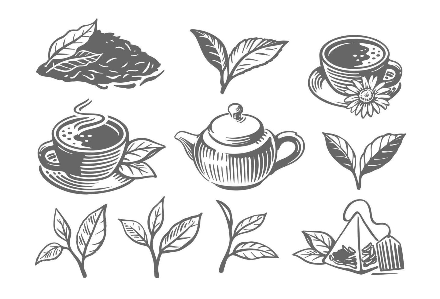 Green tea sketch. Leaves drawing vector