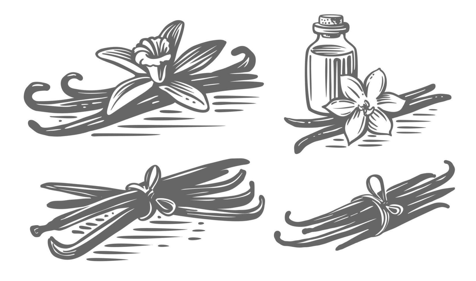 Vanilla with flower sketch. Spicy herb beans. vector