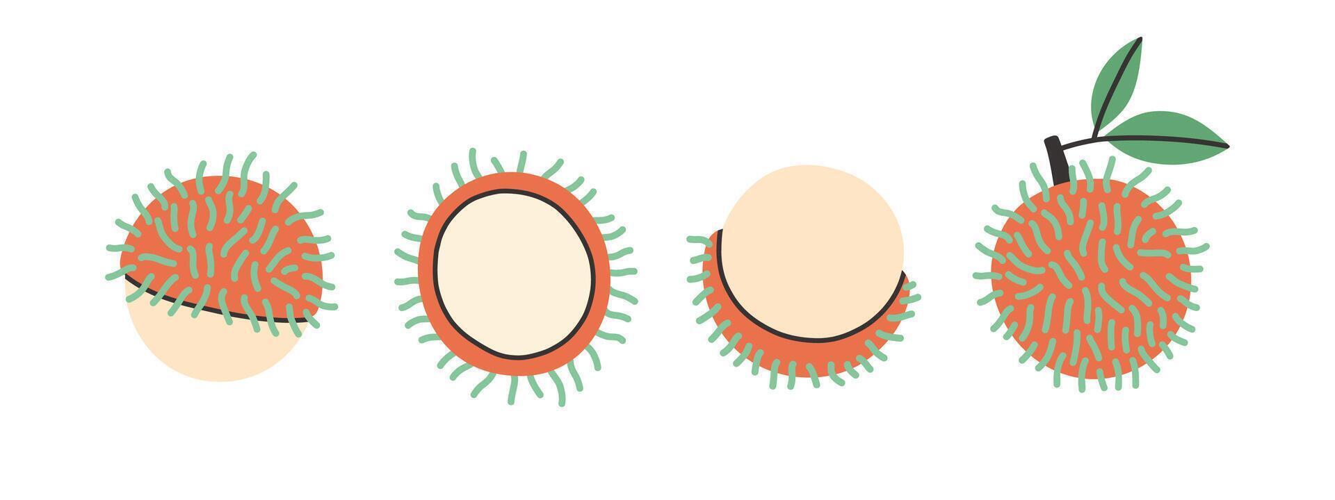 Set of abstract rambutan. Simple rambutan. Tropical fruit collection design for interior, poster, banner. vector