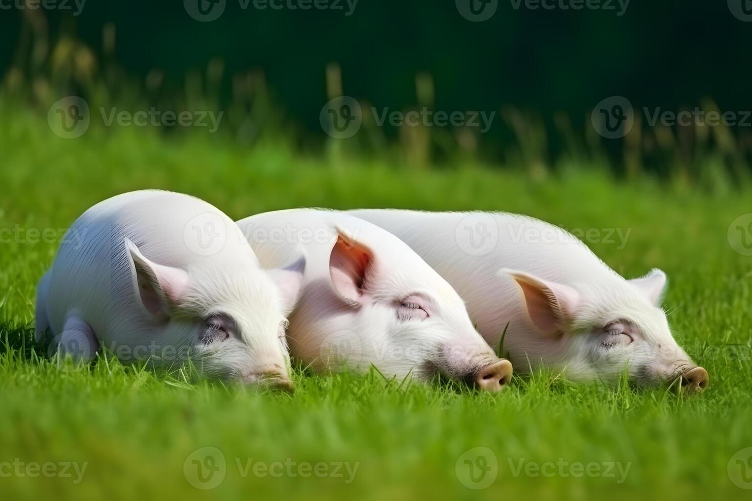 Ecological pigs and piglets at the domestic farm, Pigs at factory. Neural network photo