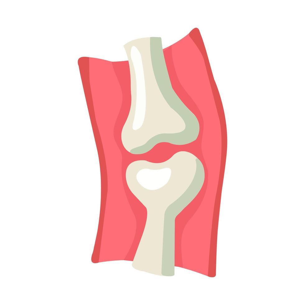 Knee Joint, Medical and Educational Graphic vector