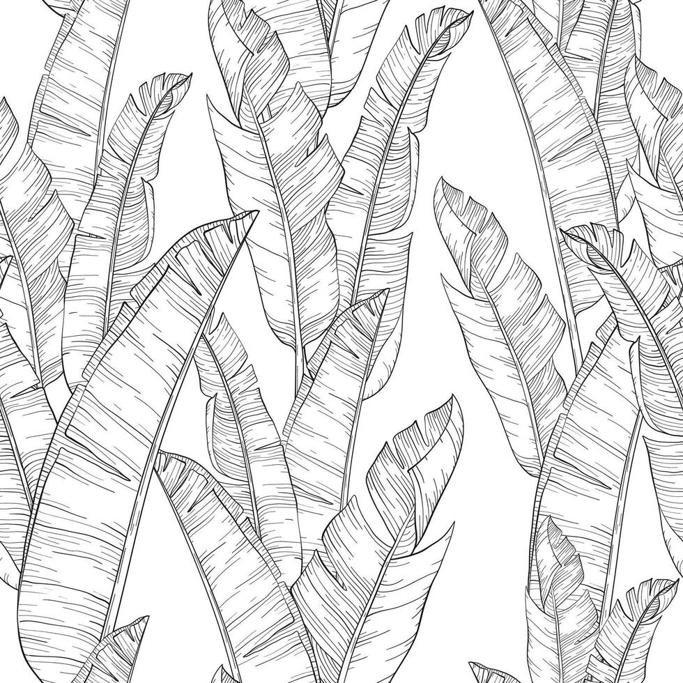 Seamless pattern with palm banana leaf and plants. Floral background jungle. Black and white vector