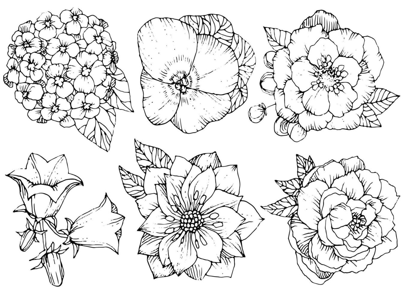 Beautiful floral set, various flowers. Hand drawn Flowers . Black and white vector