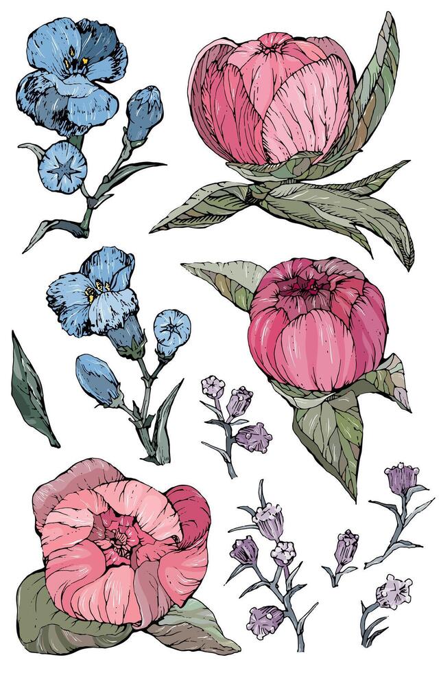 Collection of hand drawn peony flowers and plants. vector