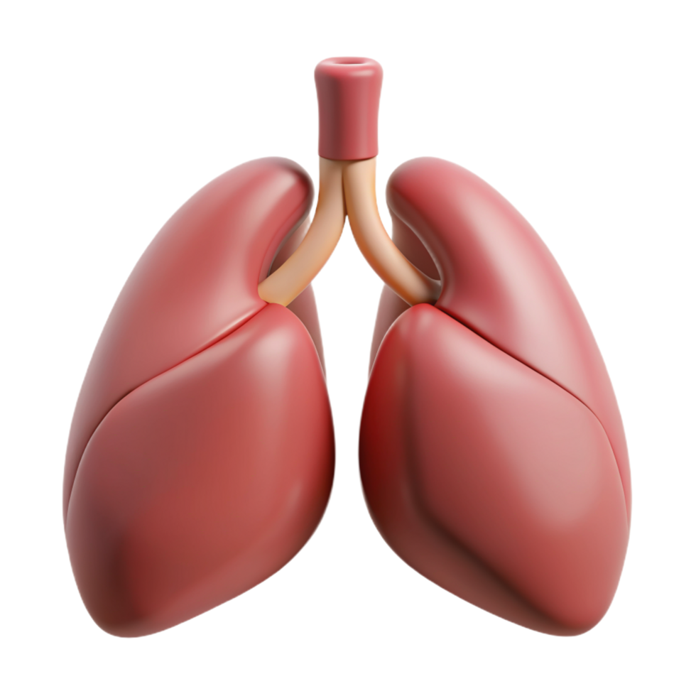 Lungs Organ 3d Design png