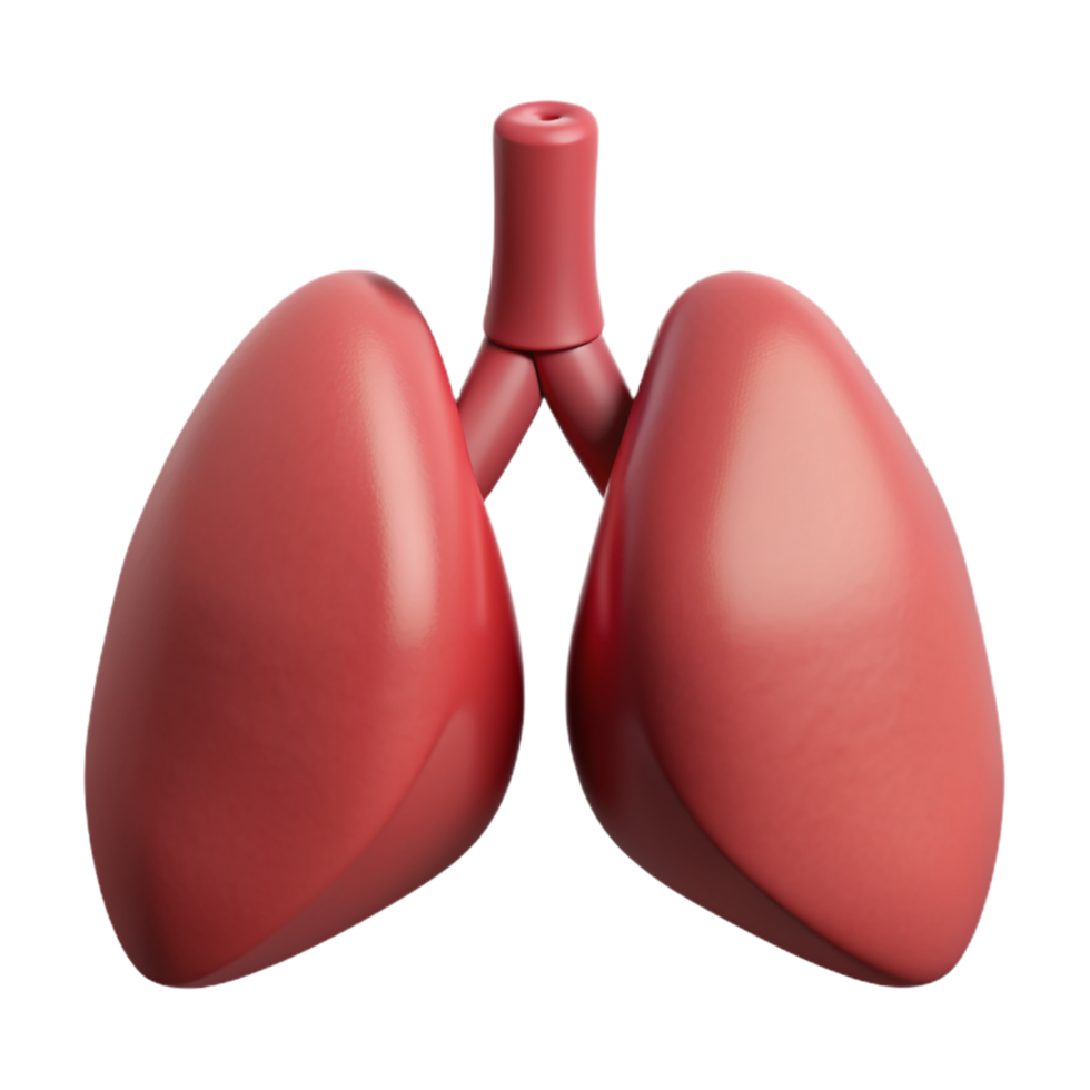 Lungs Organ 3d Concept png