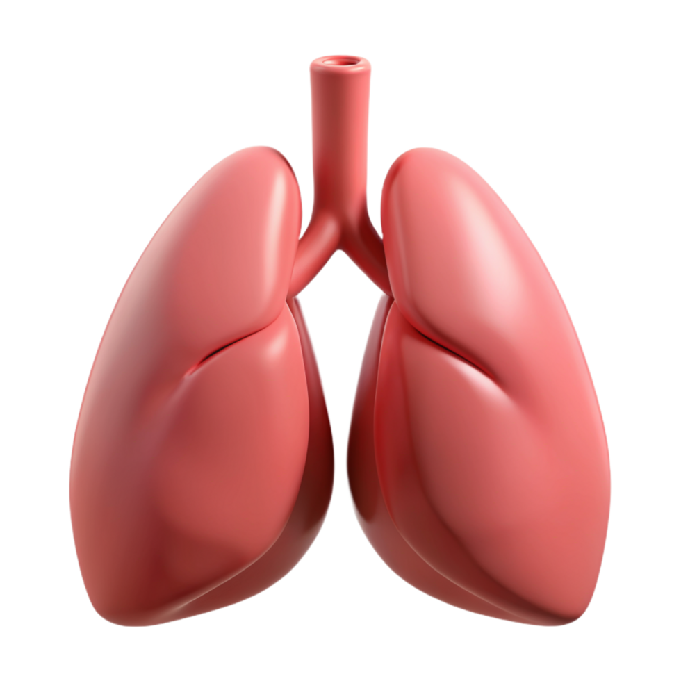 Lungs Organ 3d Illustration png