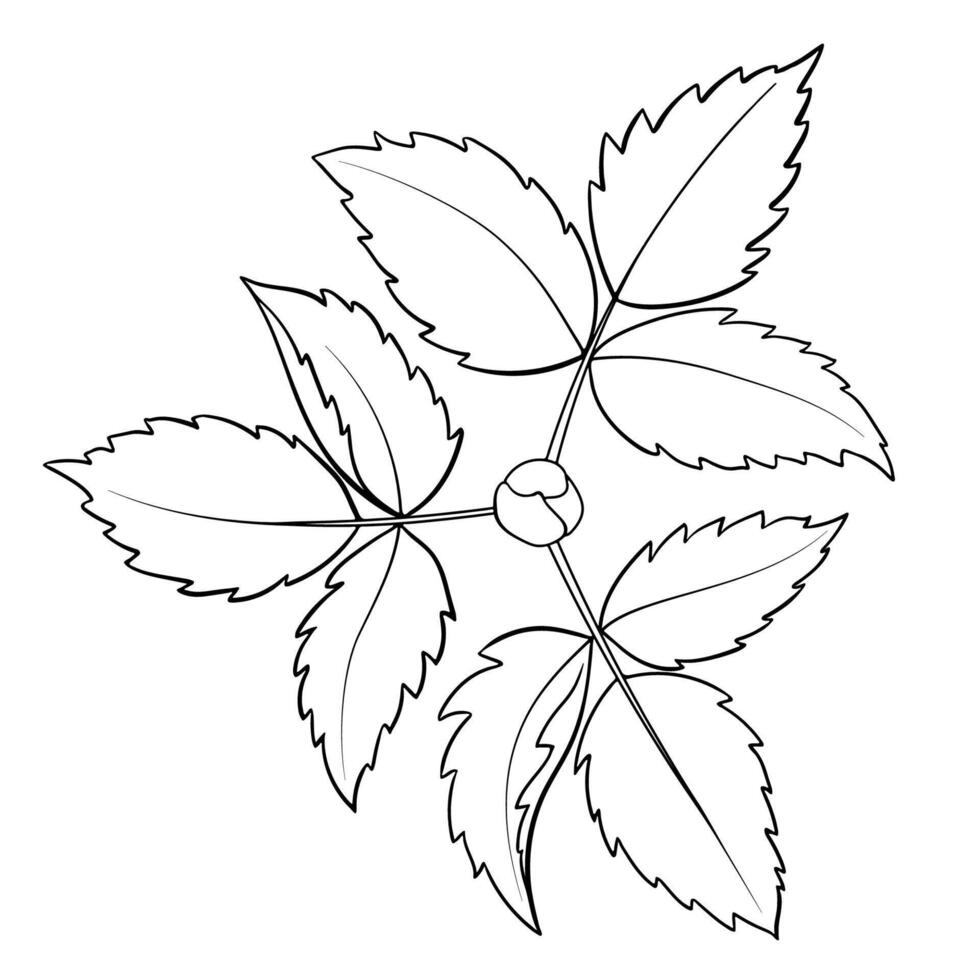 Monochrome Linear Drawing of a Bush with Leaves vector