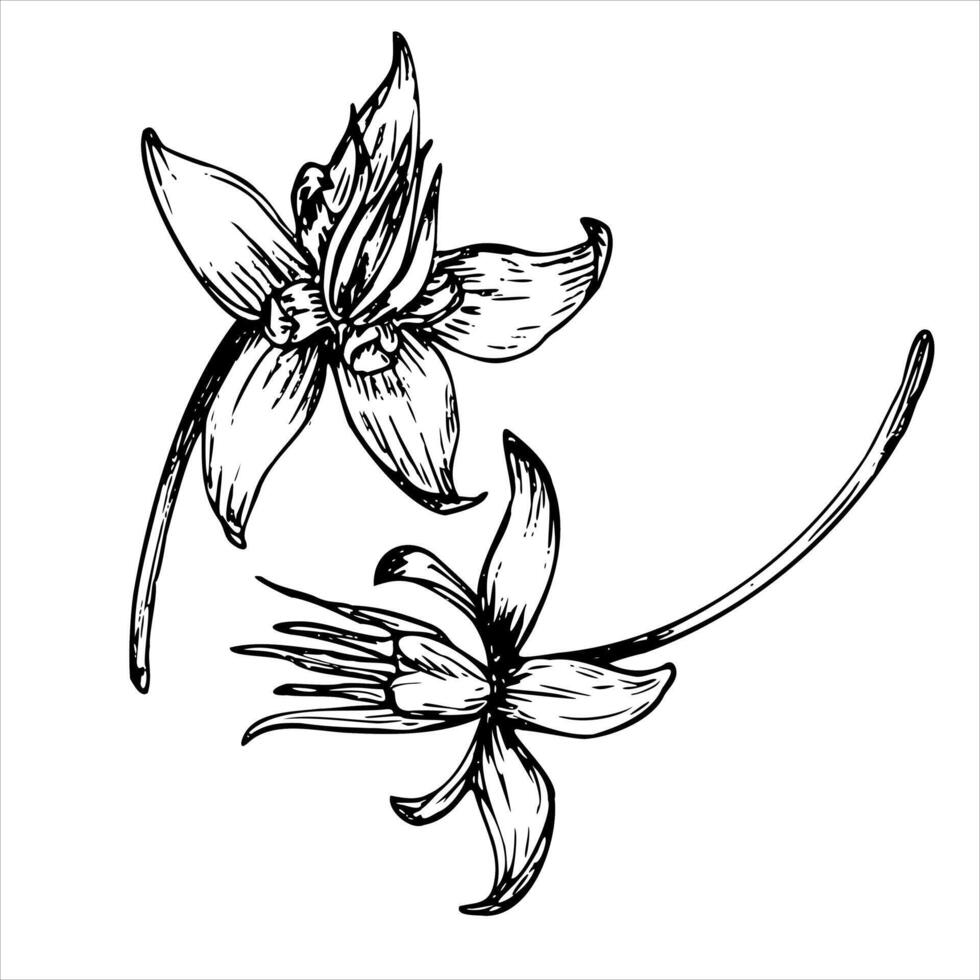 Cocoa flowers graphic illustration, hand drawn sketch of leaves and flowers. Botanical drawing of tropical tree. Engraving for food packaging design. Plant sketch vector
