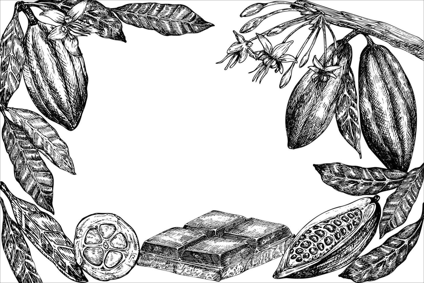 frame with cocoa fruit and chocolate graphic illustration, hand drawn sketch of vegetable, leaves. Botanical drawing of tropical fruit. Engraving for food packaging design. Plant sketch vector
