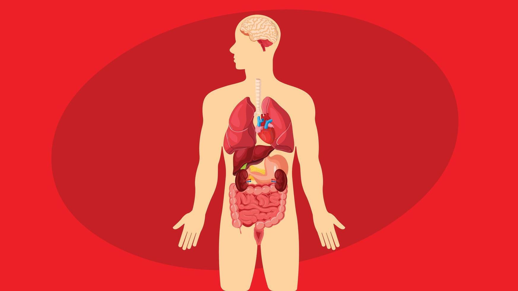 Biological Human Body organs isolated elements vector