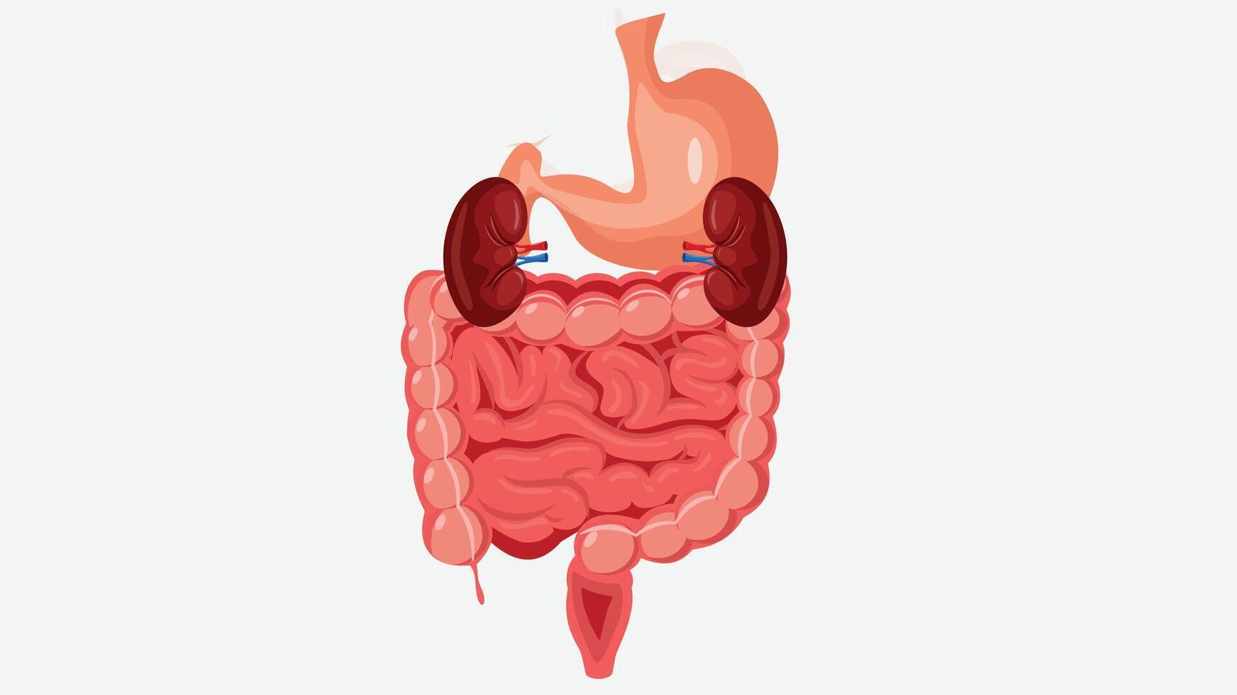 Biological Human Body organs isolated elements vector