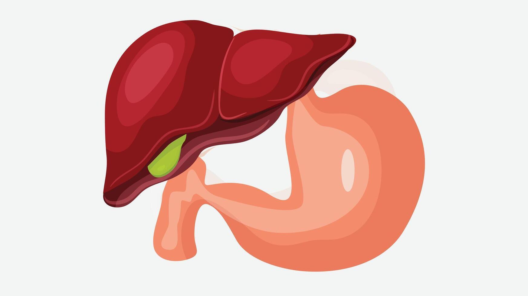 Biological Human Body organs isolated elements vector