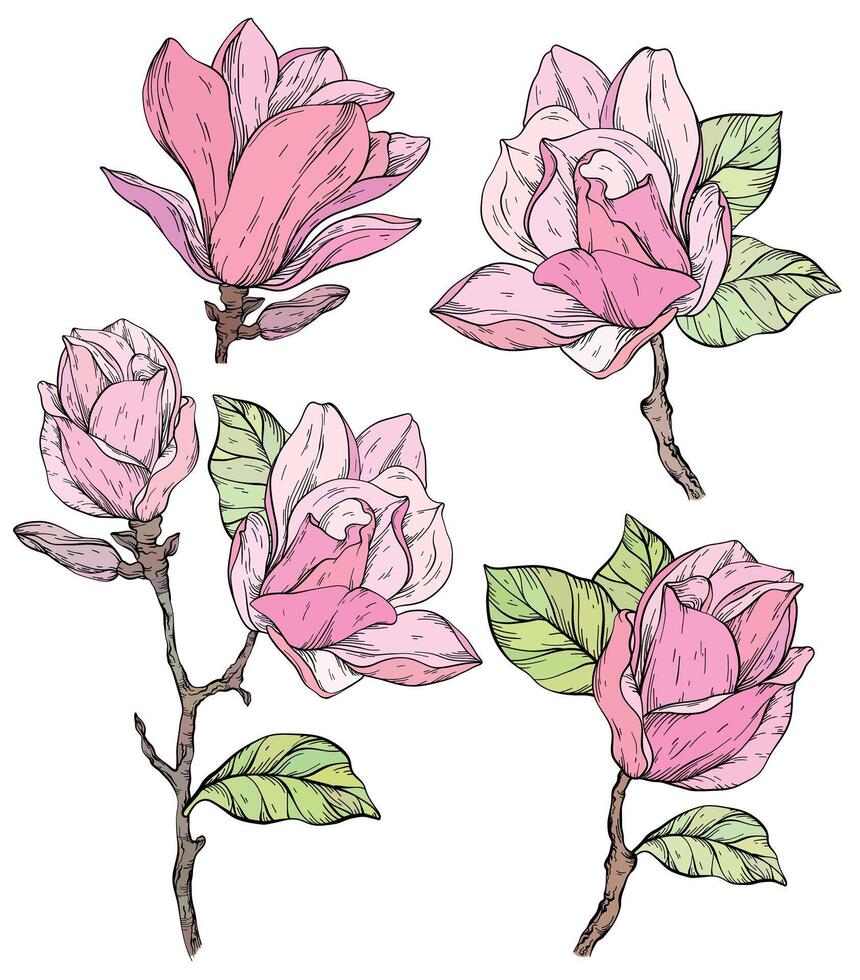 Beautiful magnolia flowers plants. vector