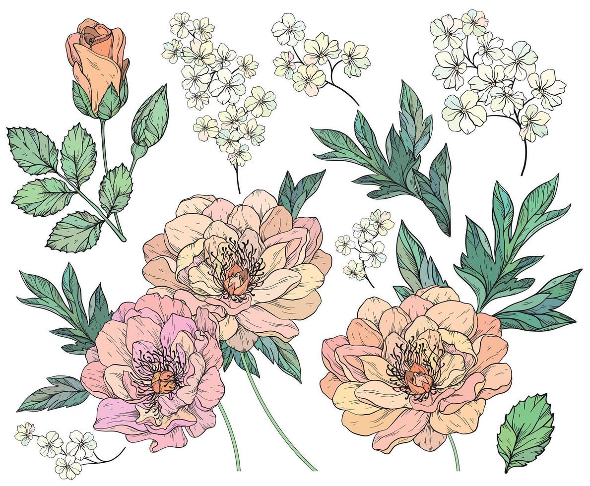 Set with peony flowers and leaves. vector