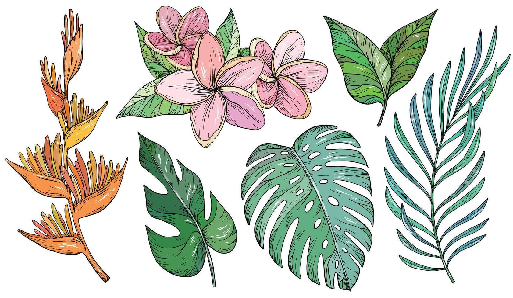 Set of tropical leaves. Palm, banana leaf, monstera, heliconia and Frangipani flowers vector