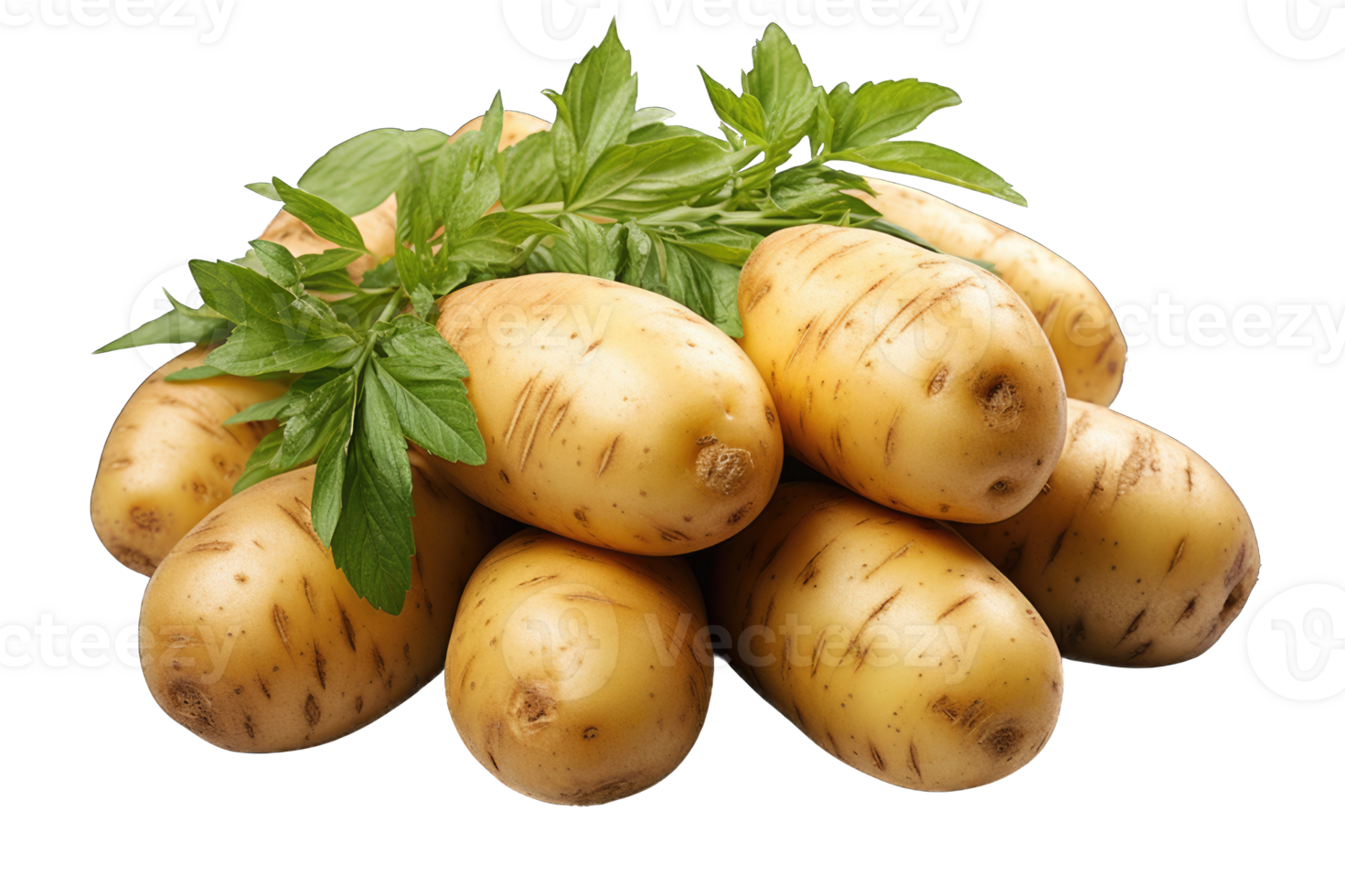 Potatoes healthy daily using vegetable with leaves transparent background cutout png