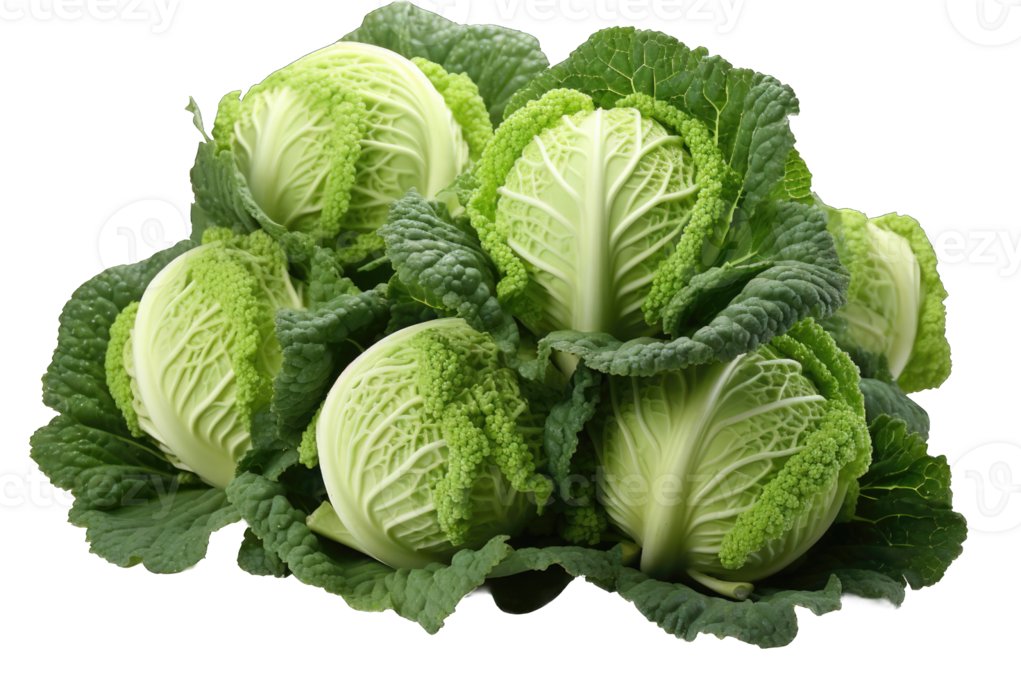 Kale cole cabbage vegetable transparent background cutout png