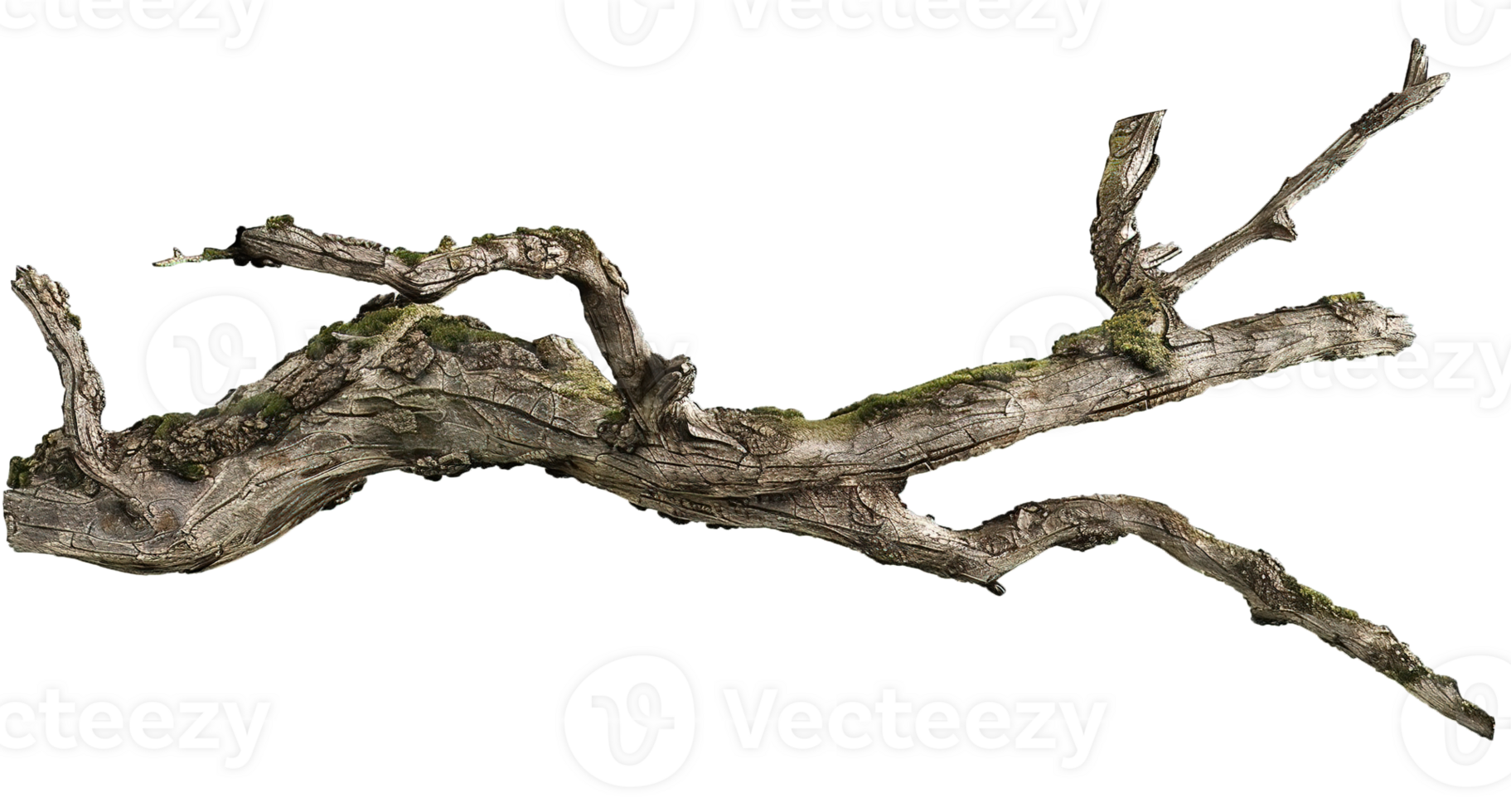 Oak Tree Branch with Moss, Transparent Background png