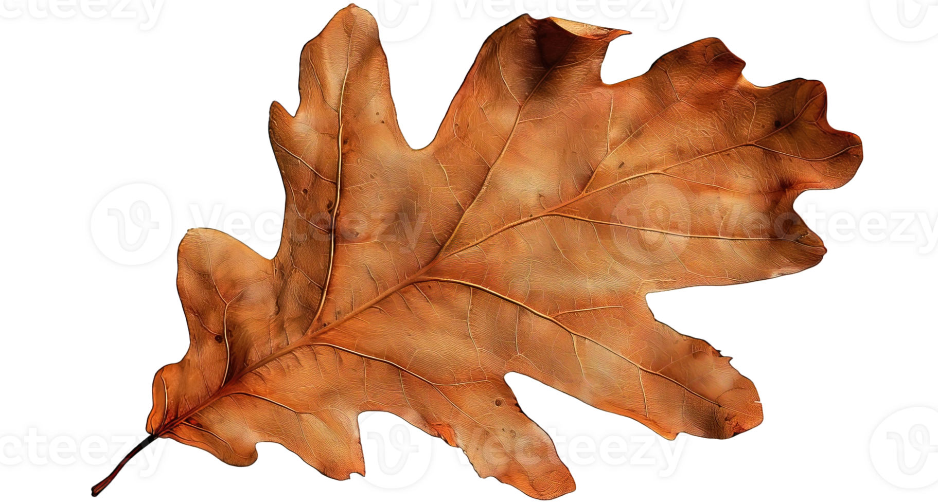 Brown Oak Autumn Leaf, Transparent Background png