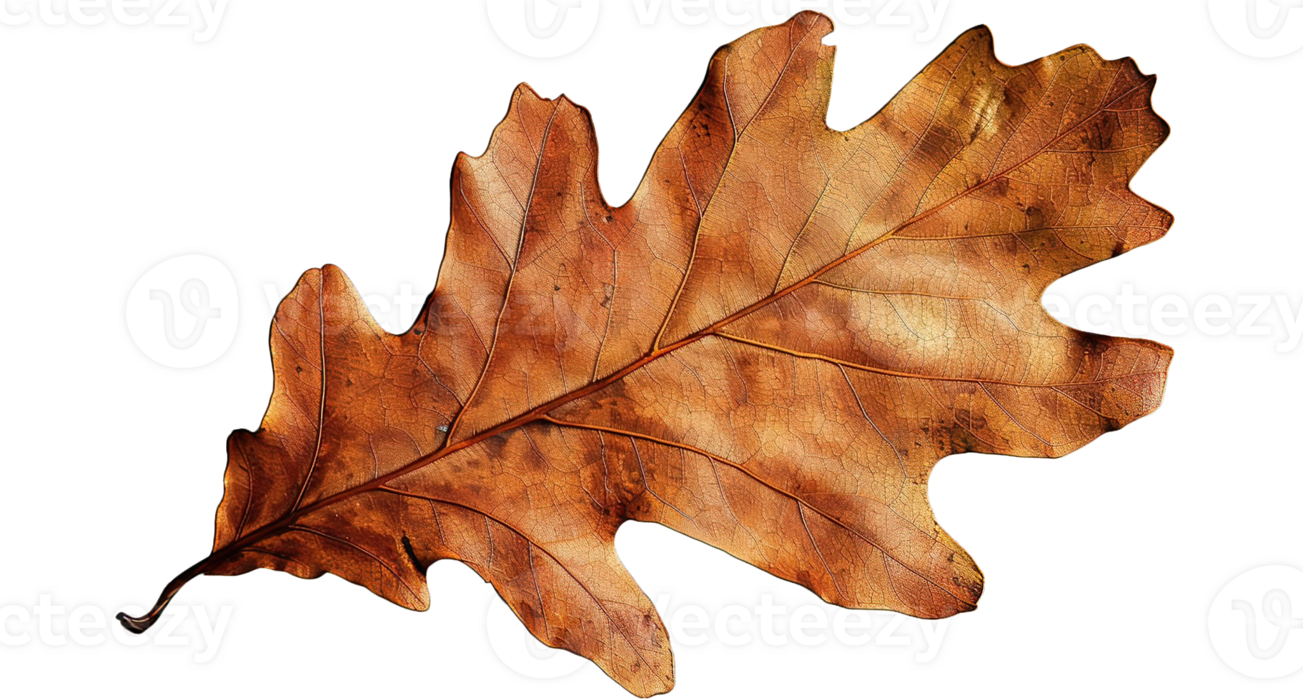 Brown Dry Oak Leaf, Transparent Background png