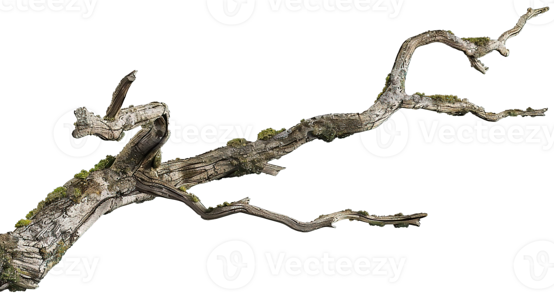 Oak Tree Branch with Moss, Transparent Background png