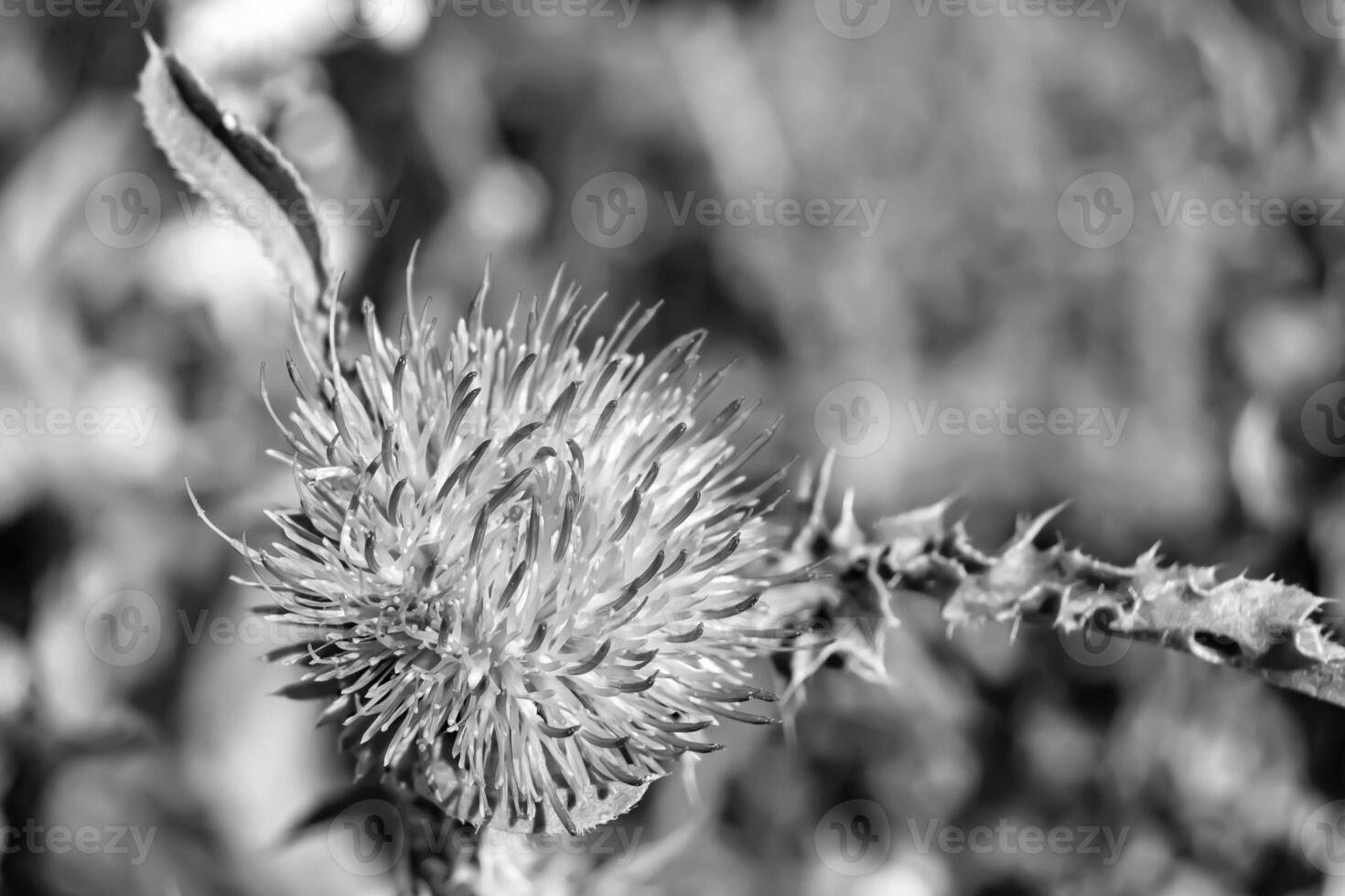 Beautiful growing flower root burdock thistle on background meadow photo