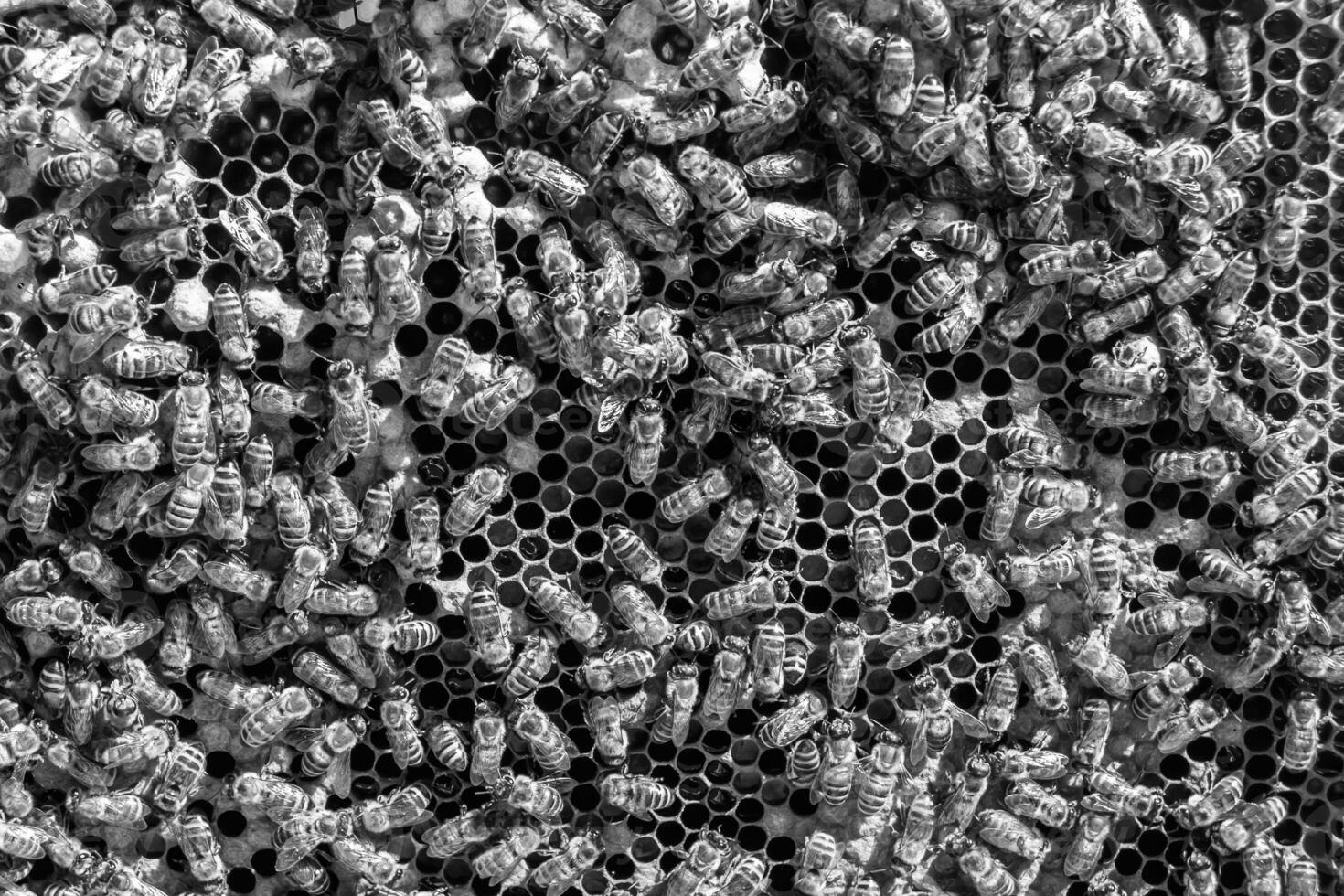 Abstract hexagon structure is honeycomb from bee hive filled photo