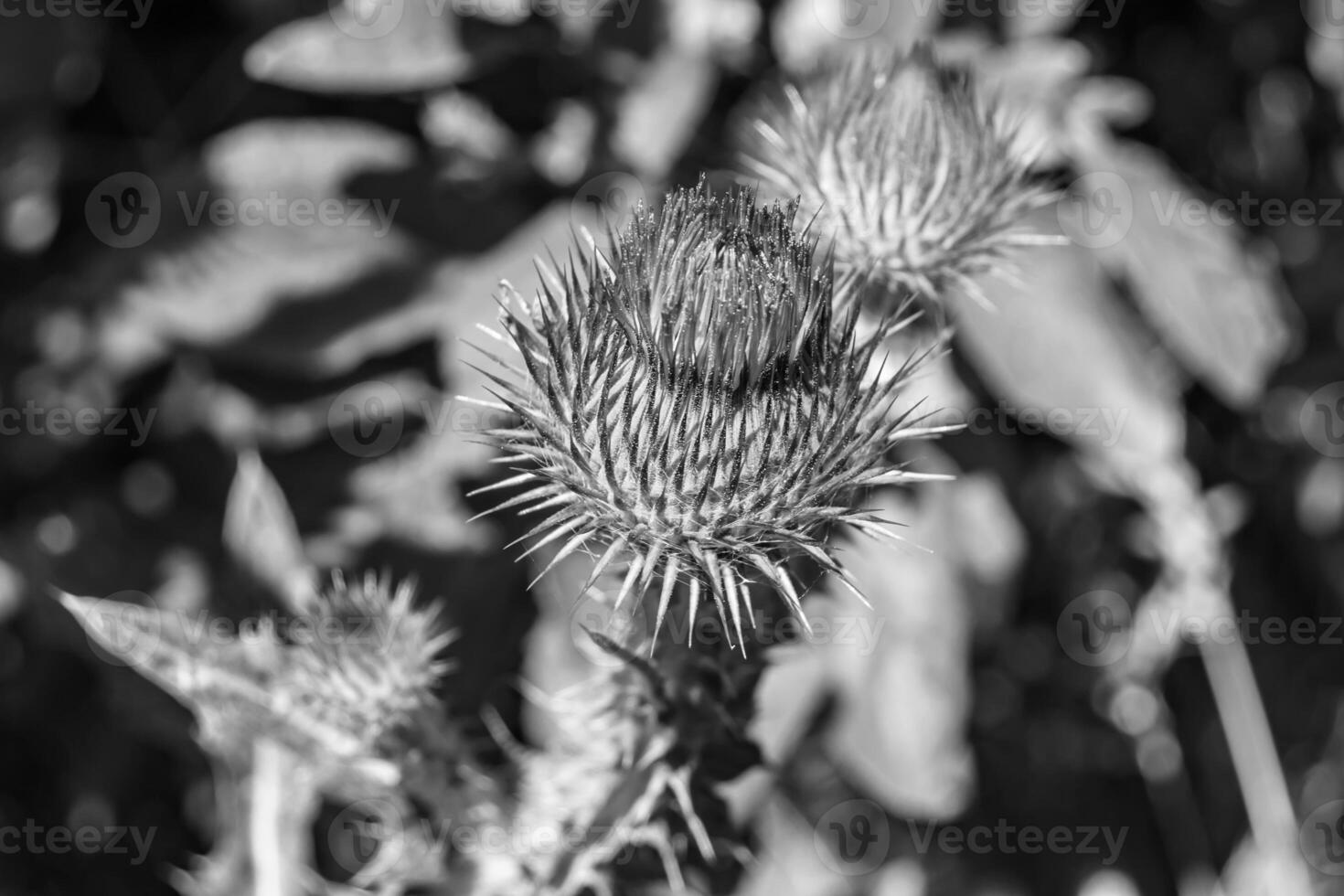 Beautiful growing flower root burdock thistle on background meadow photo