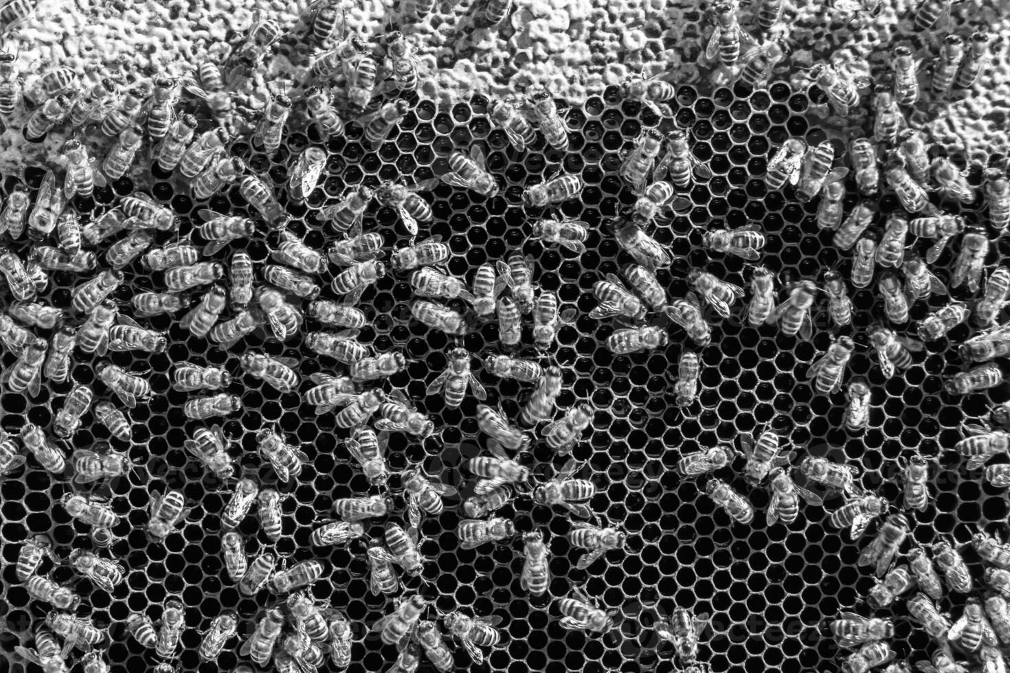 Abstract hexagon structure is honeycomb from bee hive filled photo