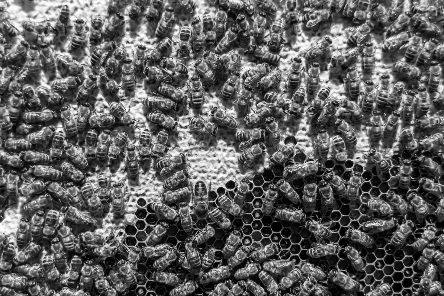 Abstract hexagon structure is honeycomb from bee hive filled photo