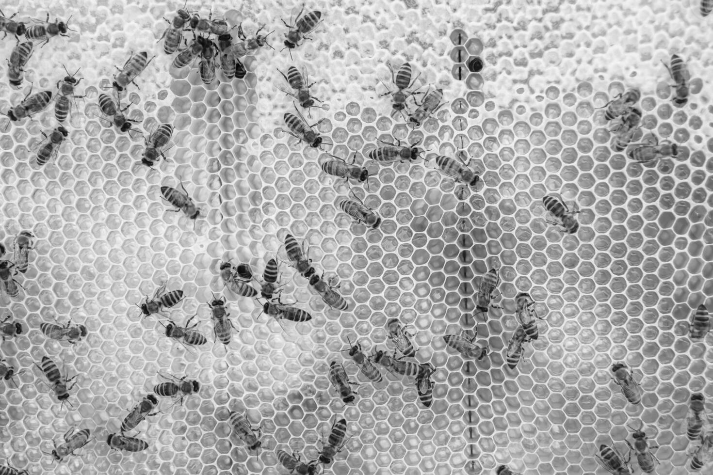 Abstract hexagon structure is honeycomb from bee hive filled photo