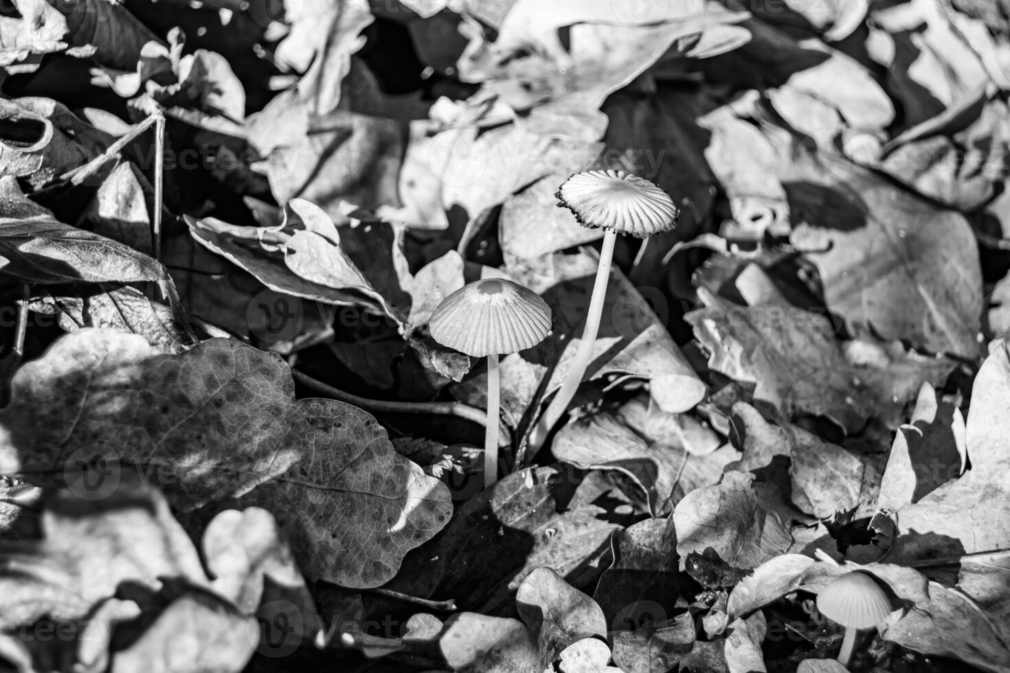 Photography to theme large beautiful poisonous mushroom in forest on leaves background photo