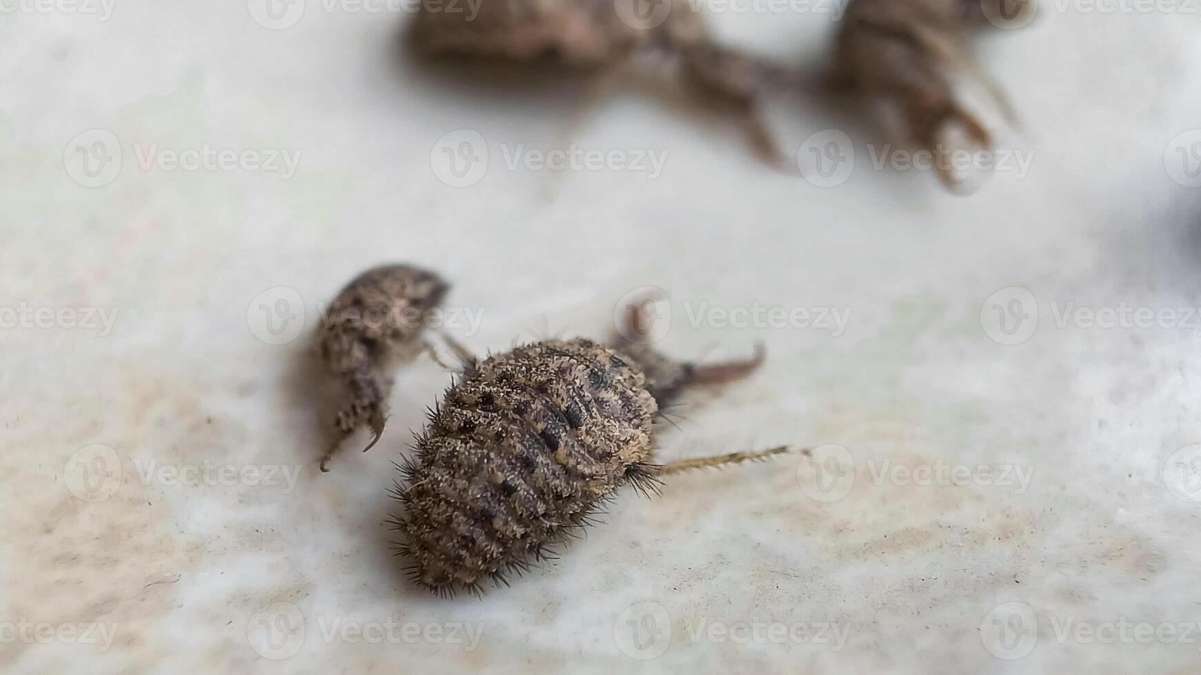 ant lion insect in natural habitat or myrmeleon formicarius photo
