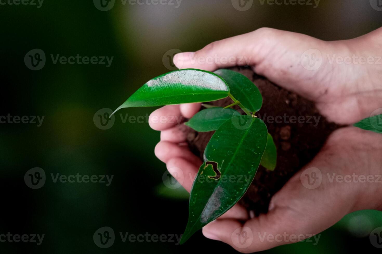 Seedling are growing in the soil with hand,hand holding of soil with young plant on top it will growing up to the forest in future,with Blurred Background. photo