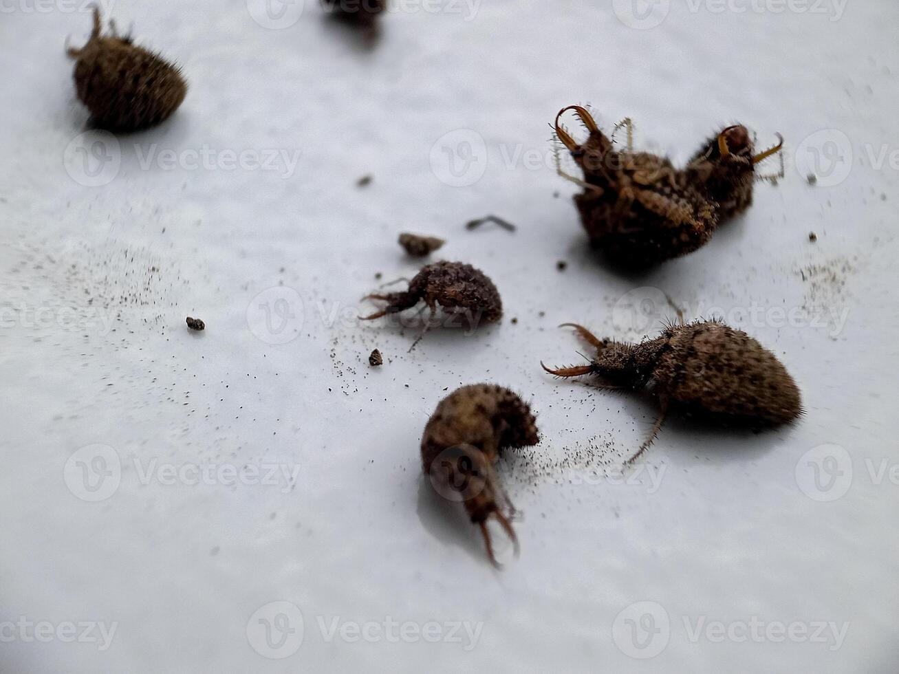 ant lion insect in natural habitat or myrmeleon formicarius photo