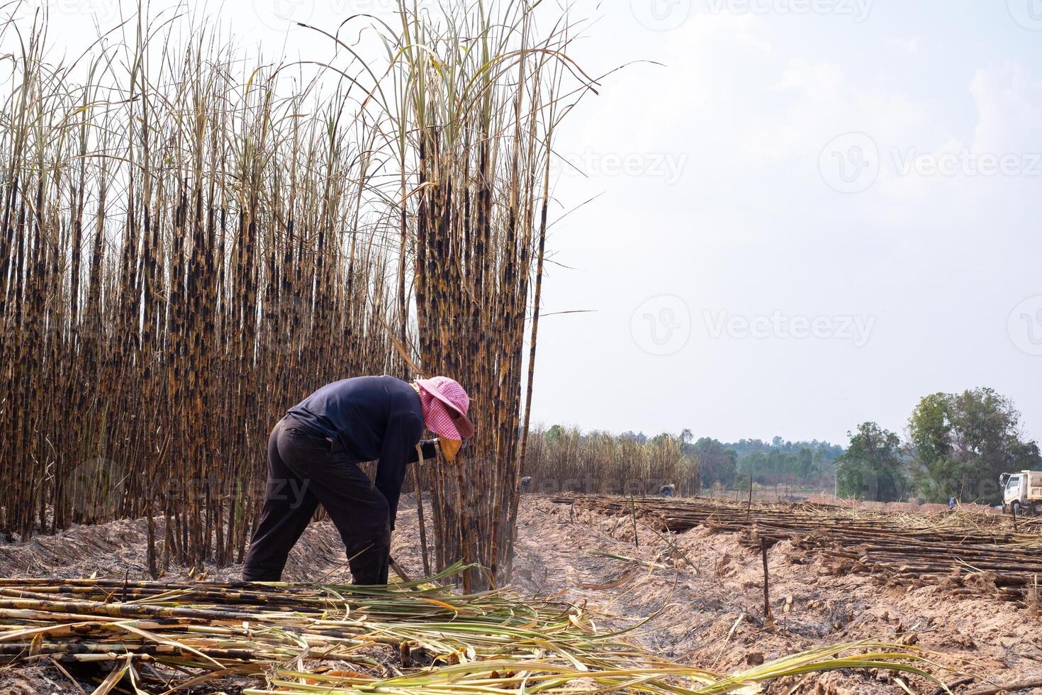 Workers are harvesting sugarcane from sugarcane plants that have had their leaves burned until only the tree remains, sugarcane burning, dust problem pm 2.5, copy space photo