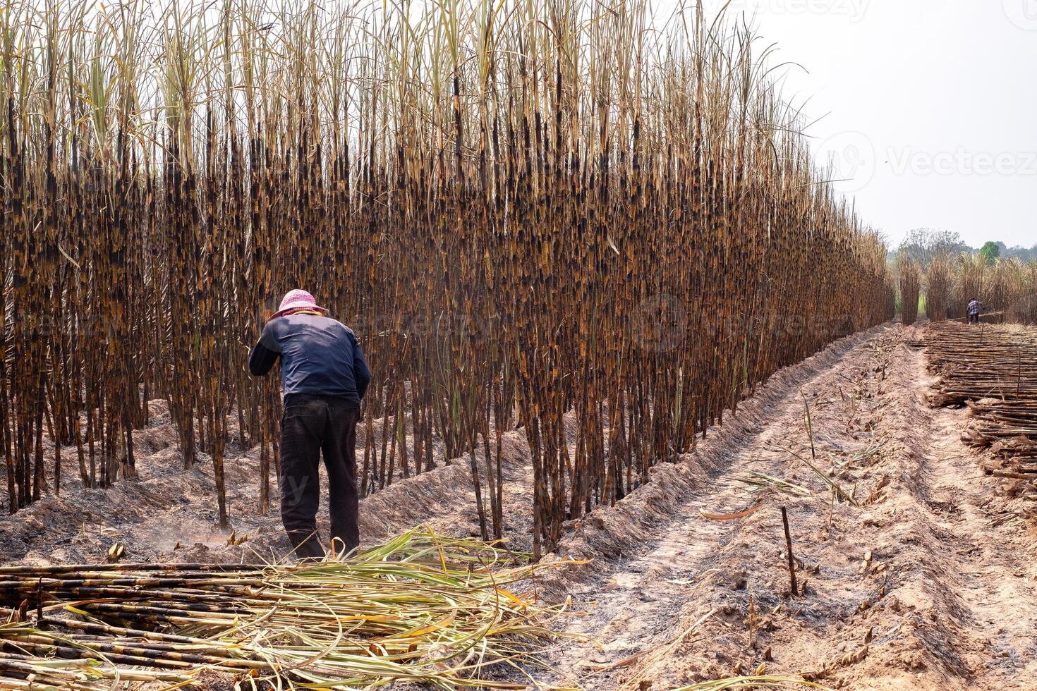 Workers are harvesting sugarcane from sugarcane plants that have had their leaves burned until only the tree remains, sugarcane burning, dust problem pm 2.5, copy space photo