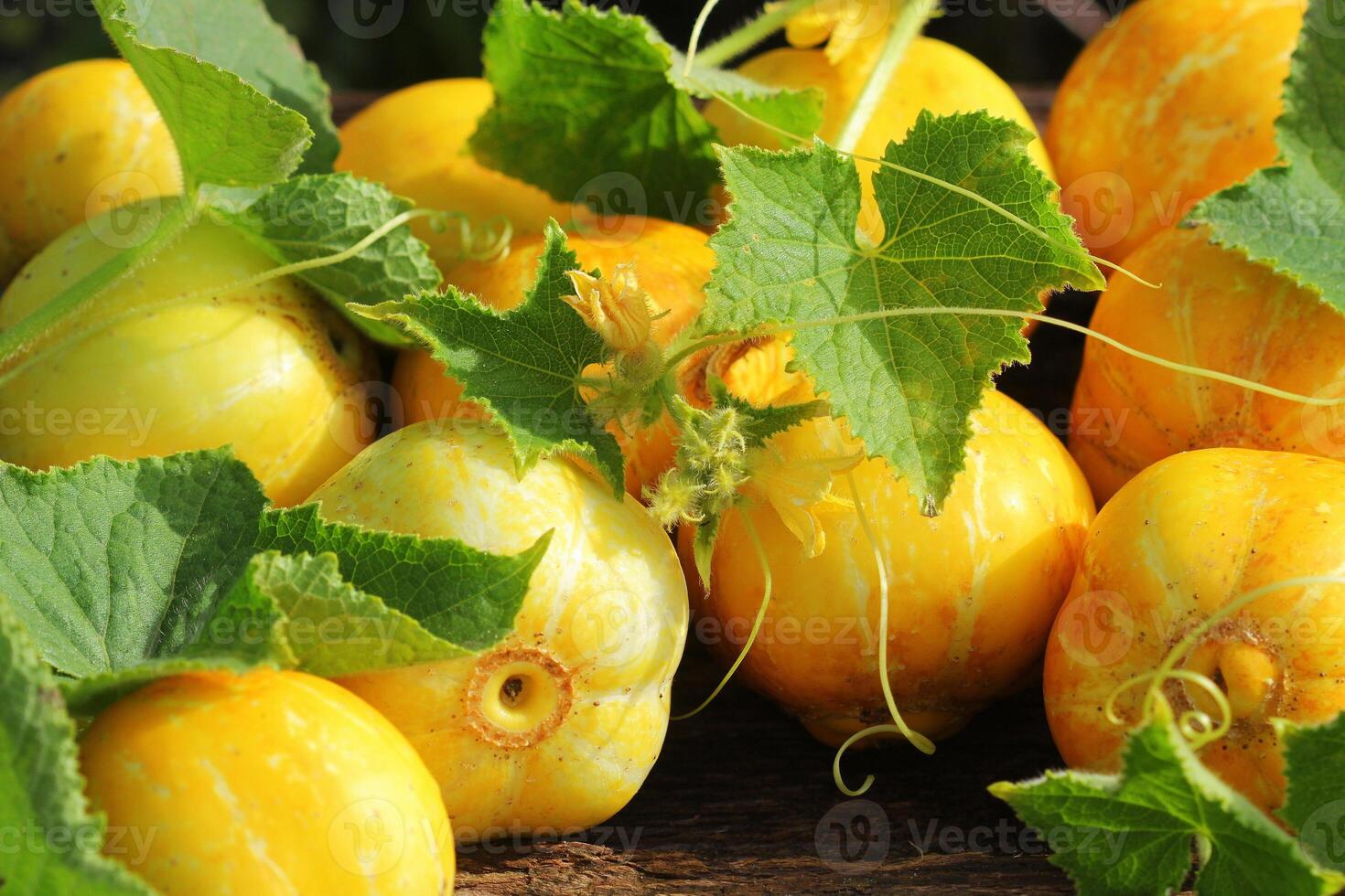 Young fresh lemon yellow cucumberon dark wooden background photo