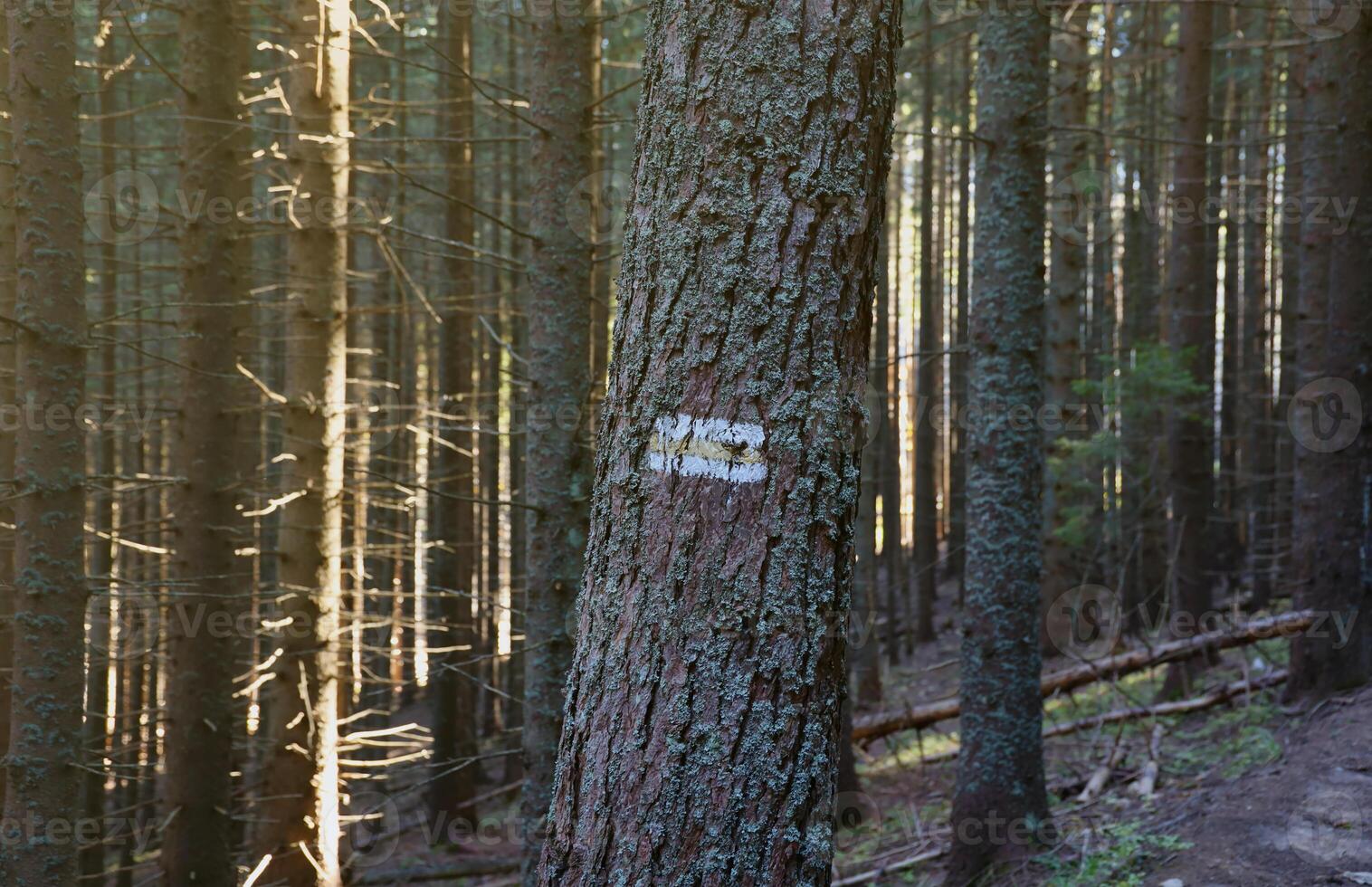 Walking trail background. Yellow and white forest path on brown tree trunk. Guide sign made with paint on hiking trail. Symbol points right way to go photo