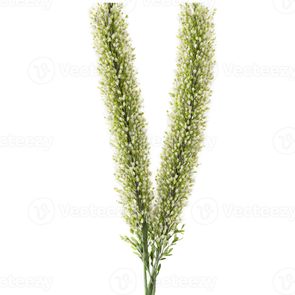 Goat Willow Tree shrub with smooth gray bark and long narrow leaves with silky undersides png