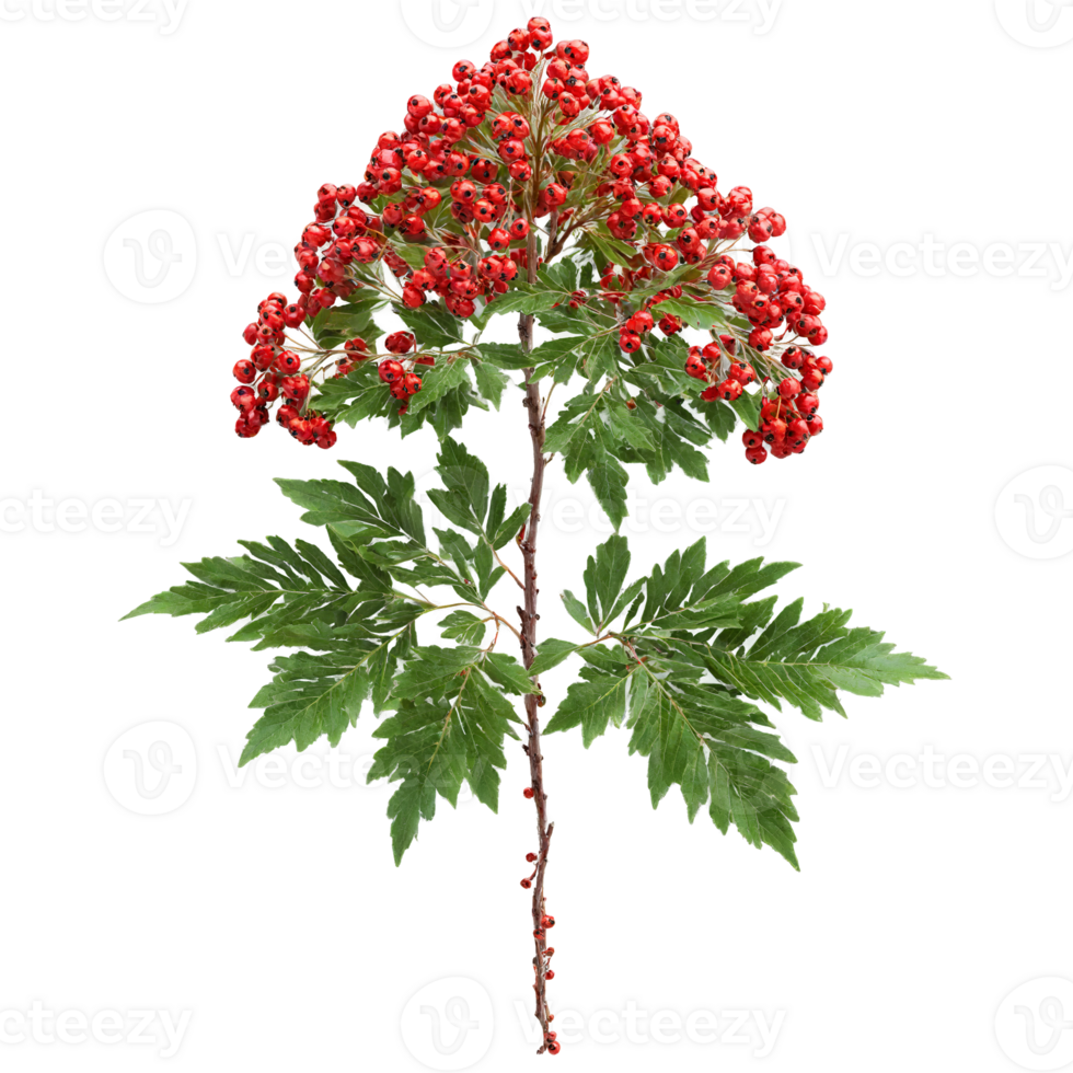 Rowan Tree small tree with pinnate leaves and clusters of bright red berries Sorbus aucuparia png
