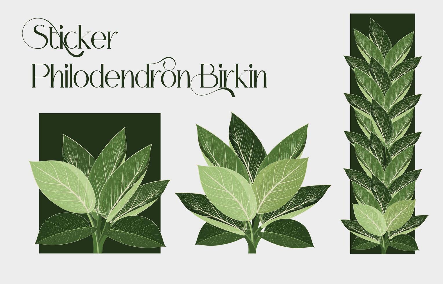 philodendron birkin varigata vector