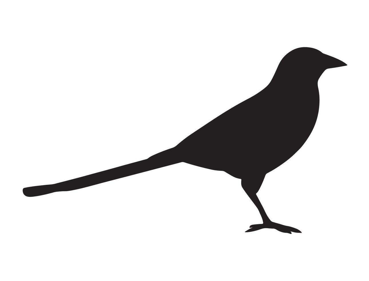 Magpie bird silhouette on white background vector