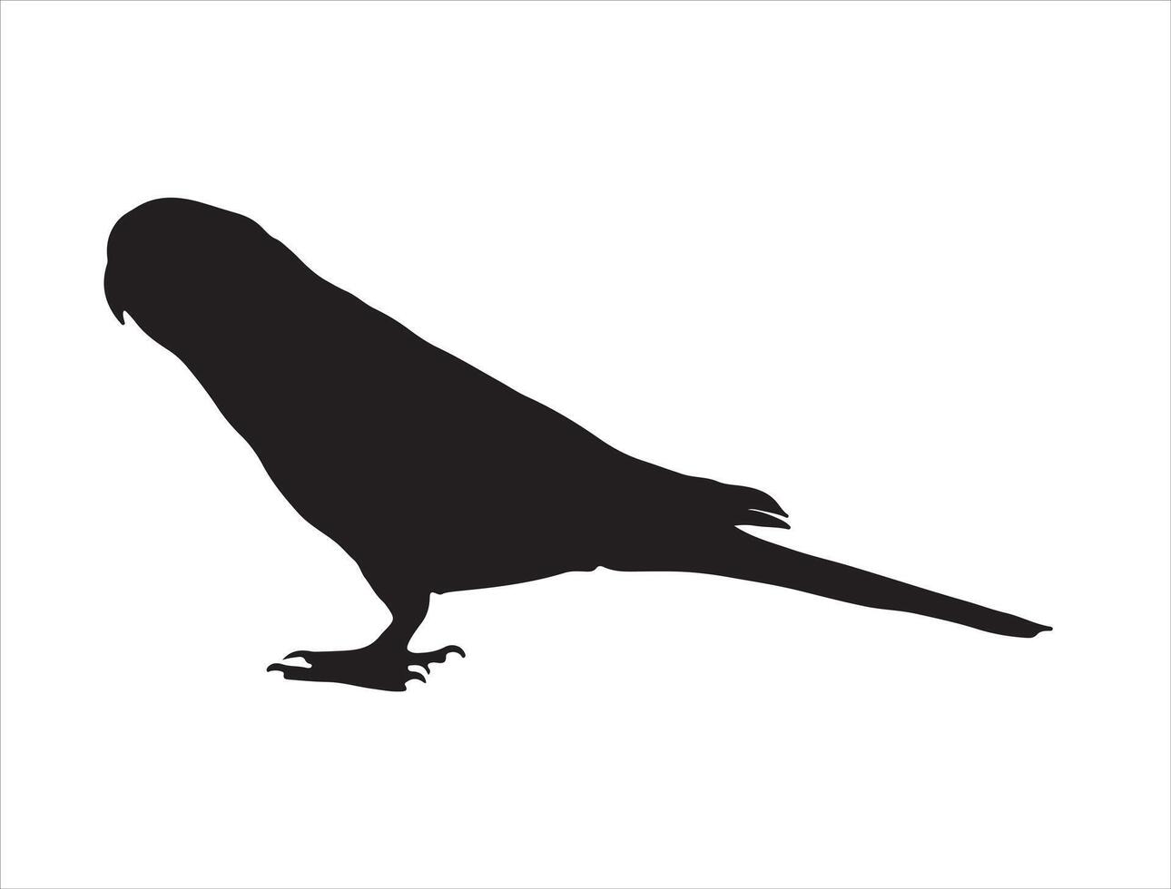 Parakeet silhouette on white background vector