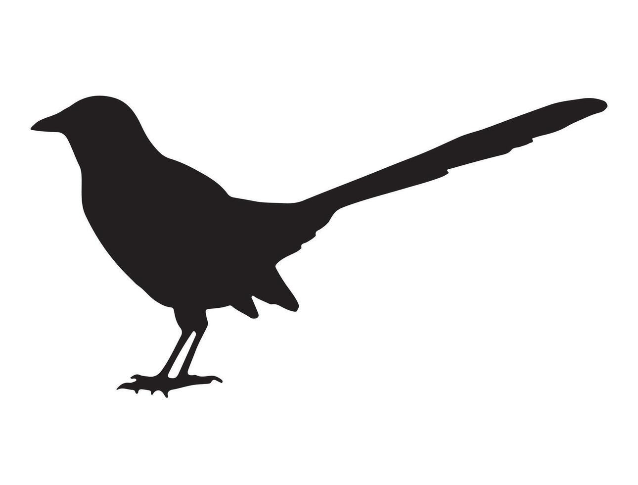Magpie bird silhouette on white background vector